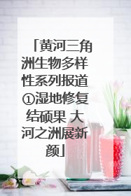 黄河三角洲生物多样性系列报道①湿地修复结硕果 大河之洲展新颜