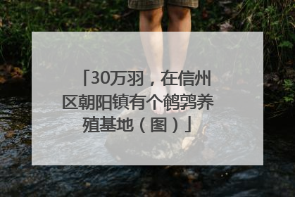 30万羽，在信州区朝阳镇有个鹌鹑养殖基地（图）